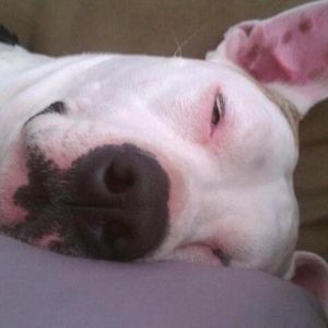 Meet your Posher, Susen